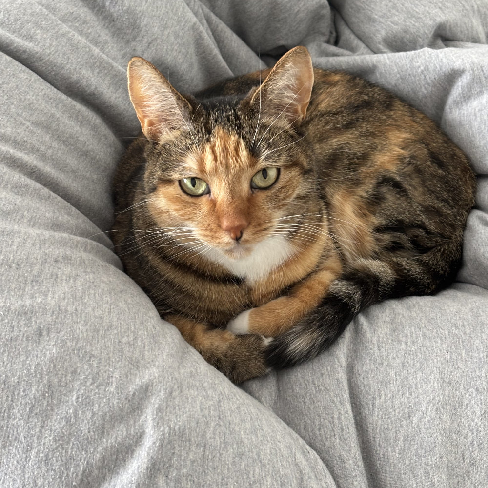 Зображення кішки